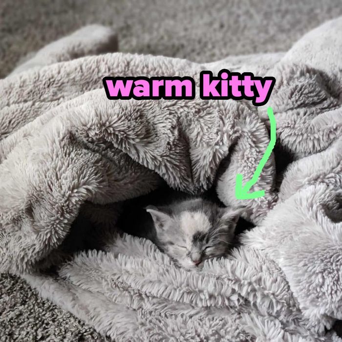 A kitten cozily nestled in a soft blanket accompanied by text: