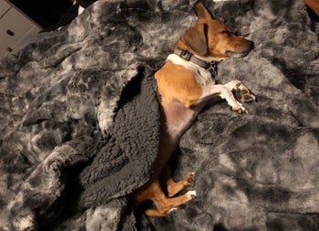 A reviewer's dog snuggled under the blanket, showcasing both sides