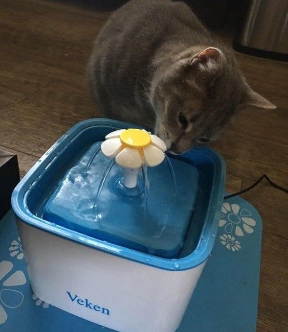 a cat drinking from a blue water fountain adorned with a floral design
