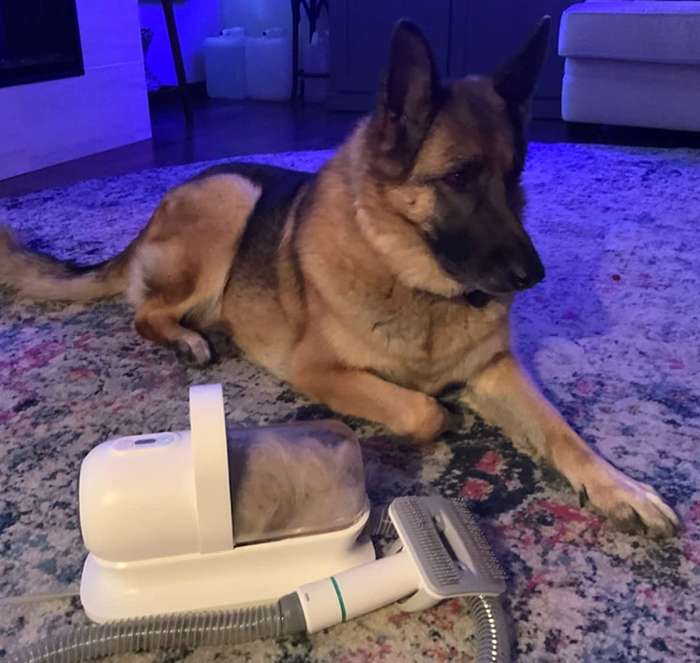 a reviewer’s photo of a German Shepherd resting beside the vacuum grooming tool
