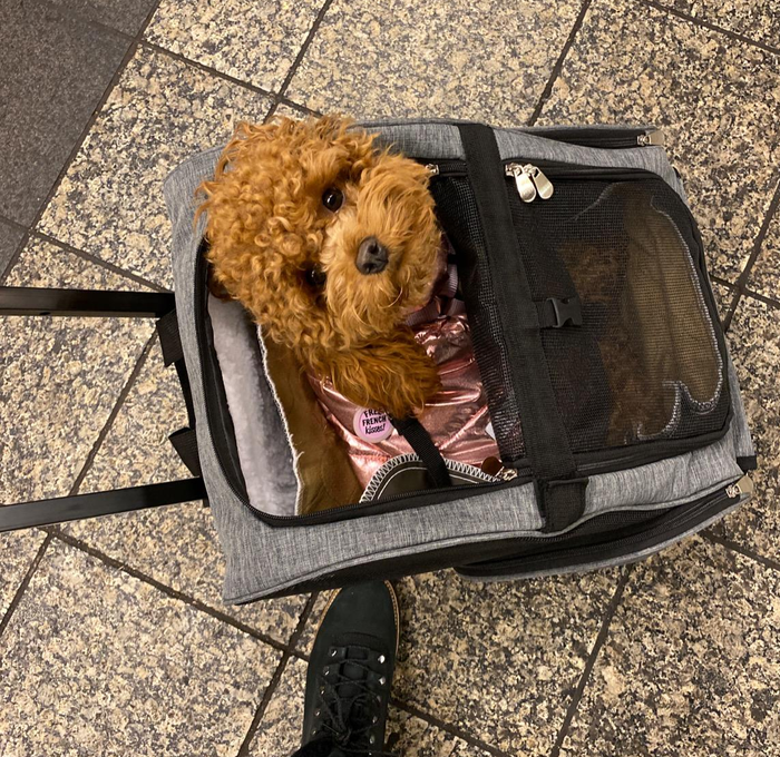 A reviewer's dog curiously peeks out from a sleek gray wheeled pet carrier.