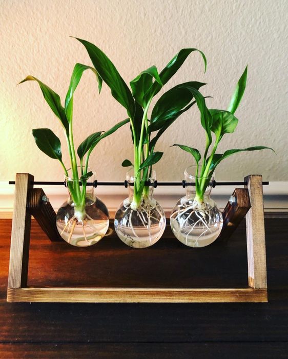 A reviewer’s set of three glass bulbs with plant stems growing inside them.