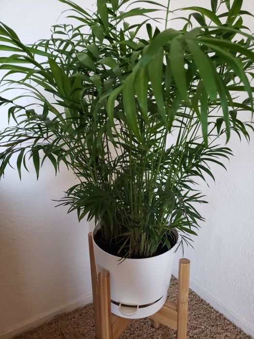 A large, fully grown plant nestled in a pot with a spout.