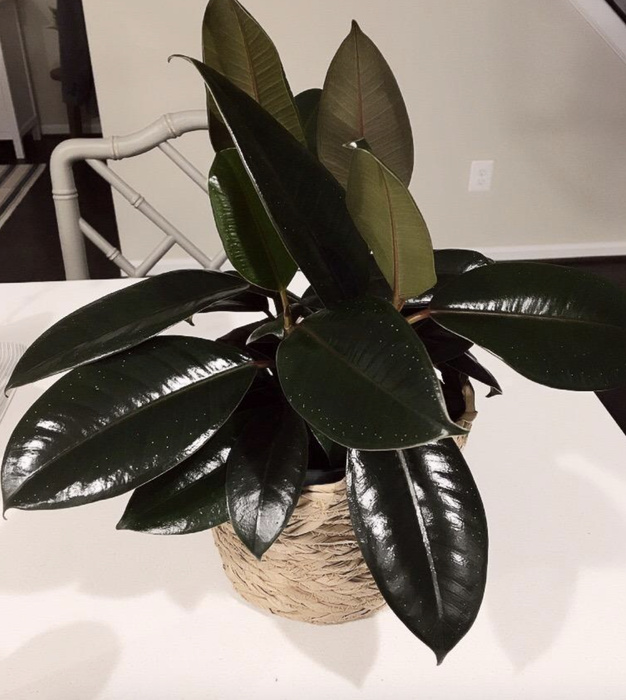 A reviewer's photo of a lush, leafy plant.