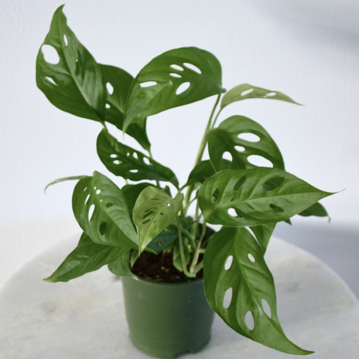 The plant beautifully arranged on a table