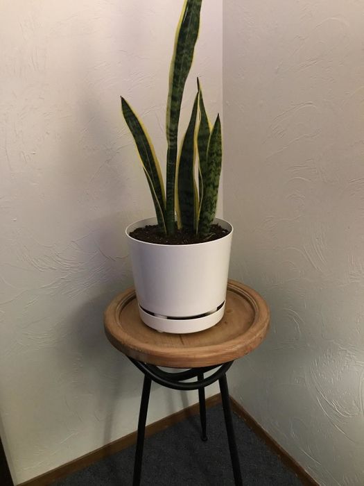 A snake plant placed in a decorative pot.