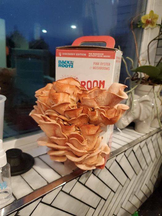 A review shows the mushroom kit sprouting vibrant red and orange mushrooms on a windowsill.