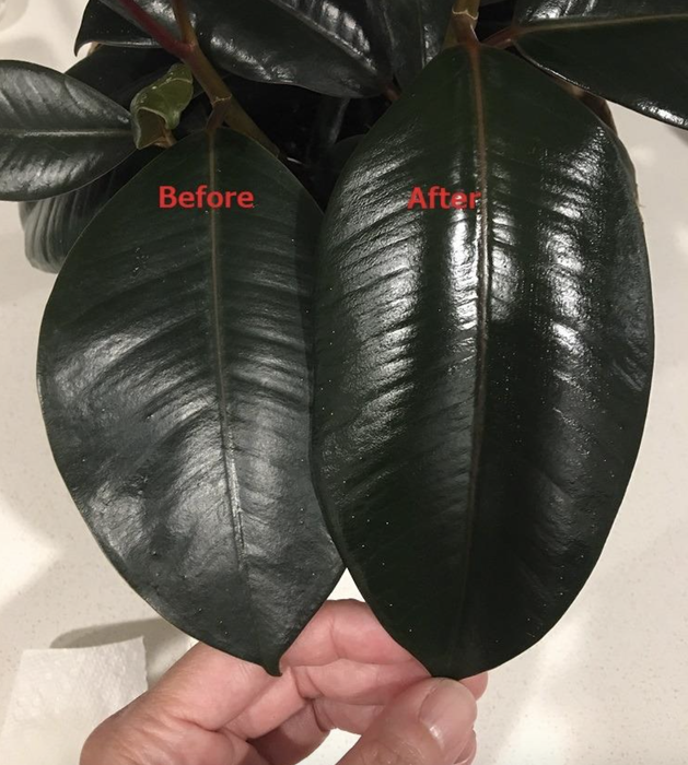 A comparison photo showing a dull leaf on the left and a shiny, vibrant leaf on the right.