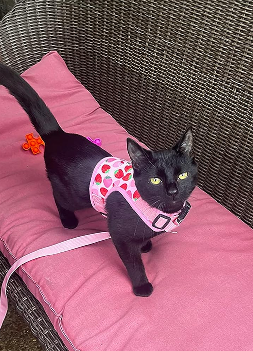 Another reviewer's cat rocking a strawberry-themed harness