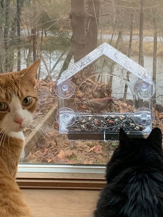 Two cats watching a bird through an indoor bird feeder.
