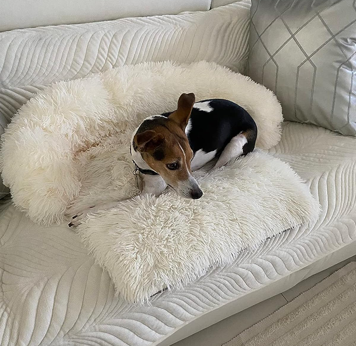 A dog resting peacefully on a plush white sofa bed.