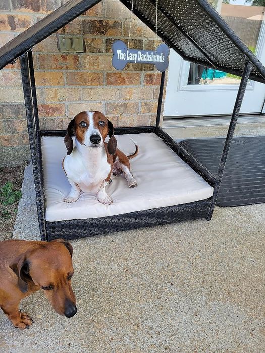 A reviewer's dog resting on the house-shaped bed.