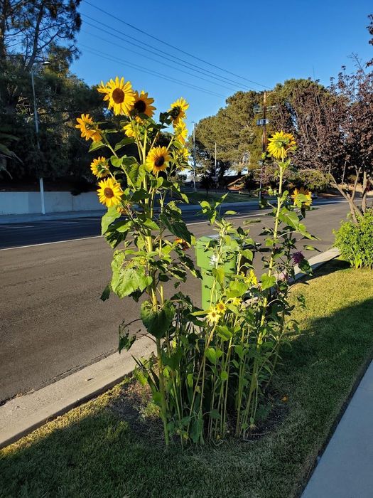 A roadside garden with sunflowers blooming in the open air