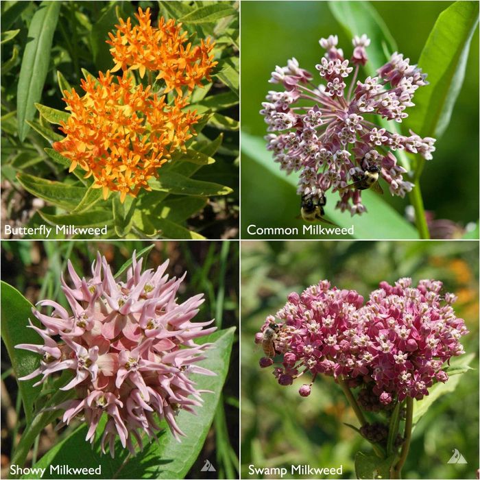 A variety of milkweed plants showcasing different flower shapes and arrangements, perfect for gardening and attracting monarch butterflies.