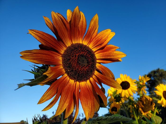 A close-up shot of a vibrant sunflower, with other sunflowers in the background against a clear sky