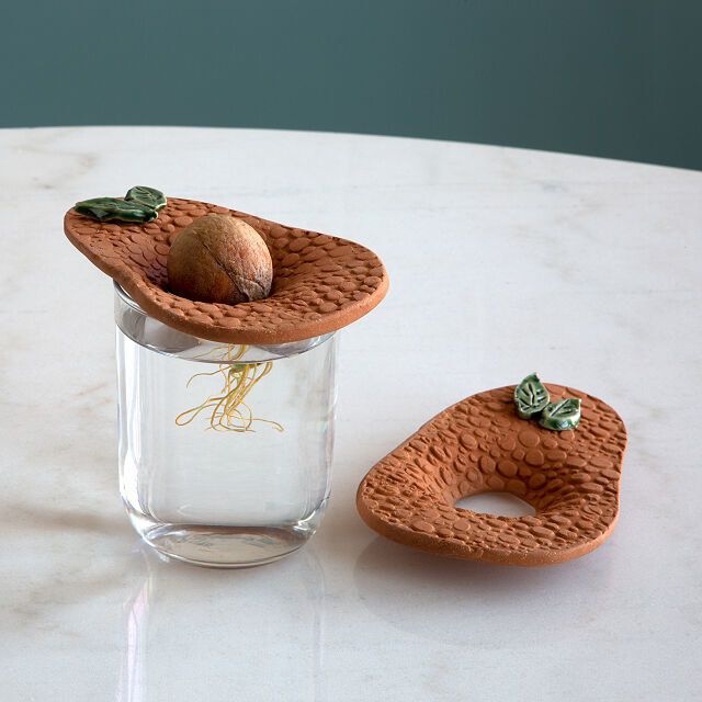 Two avocado sprouters shown, one with an avocado pit already placed inside, roots starting to grow in the water.