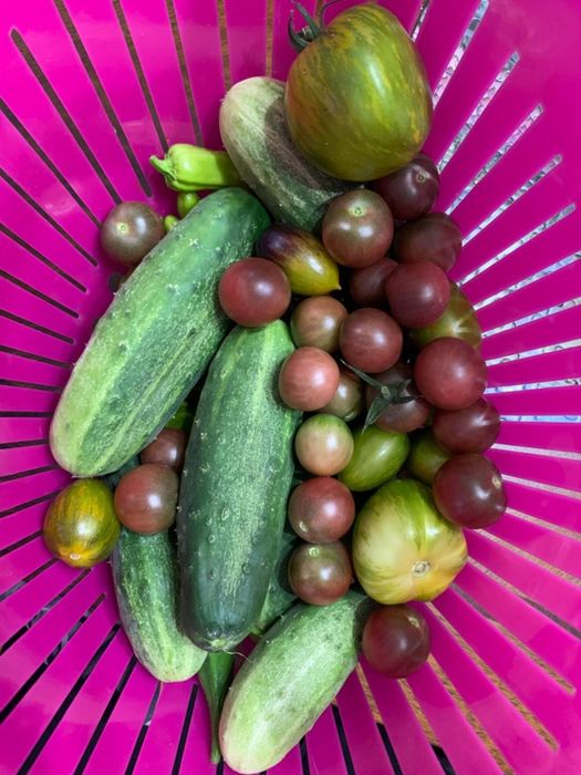 A tote filled with freshly picked veggies.