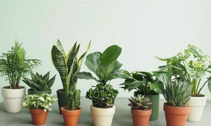 Tặng một chậu cây phong thủy sẽ khiến sếp của bạn cảm thấy thích thú