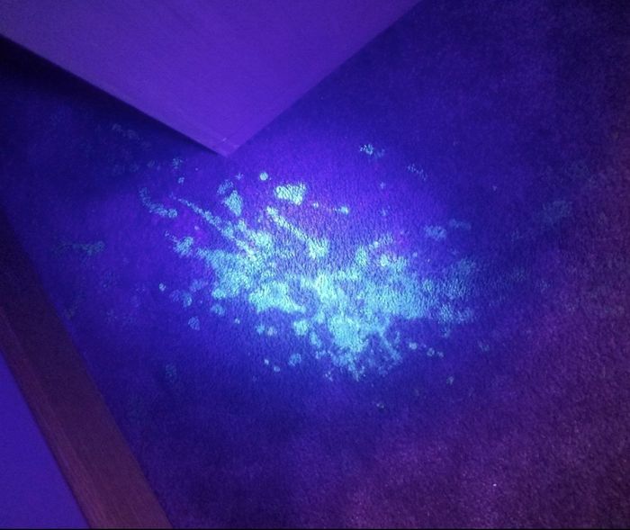 A carpet illuminated by a UV black light, revealing hidden stains