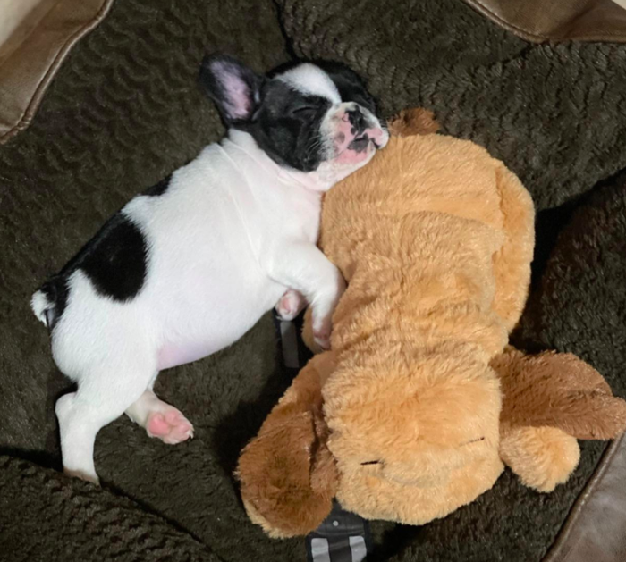 A reviewer's photo showing a tiny puppy cuddled up with its SmartPetLove Snuggle Puppy toy.
