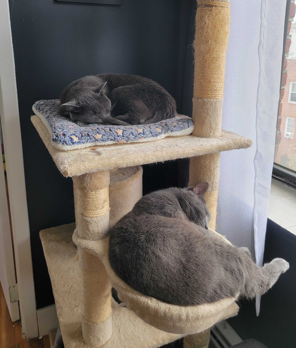 one cat sleeping on a platform of the cat tree while another naps in a built-in basket
