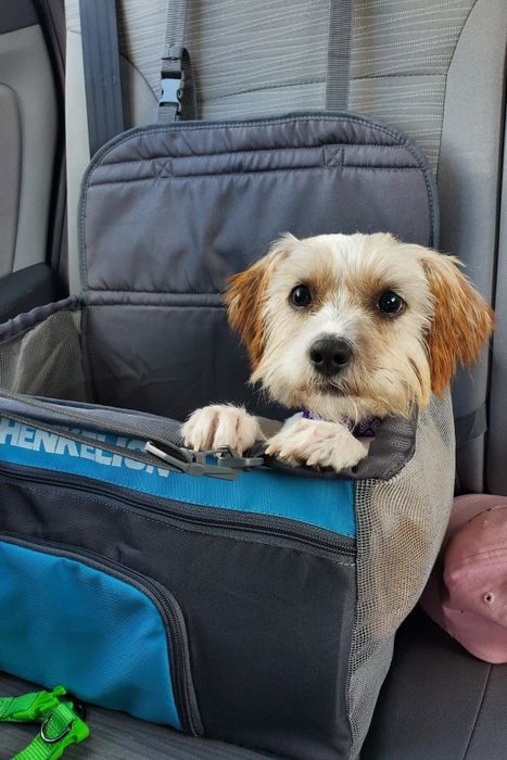 a photo from a reviewer showing a dog comfortably seated in a mesh booster seat