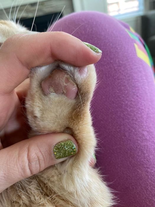 A close-up photo of a person with glittery nails gently holding a cat’s paw, highlighting its soft pads.