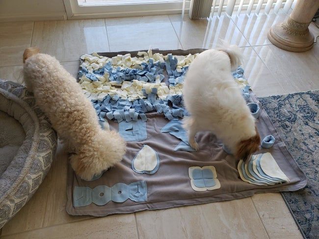 Photo of a reviewer’s dogs enjoying the activity mat