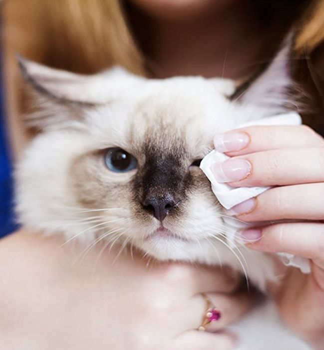 A person gently cleans their beige cat's eyes with an eye wipe.