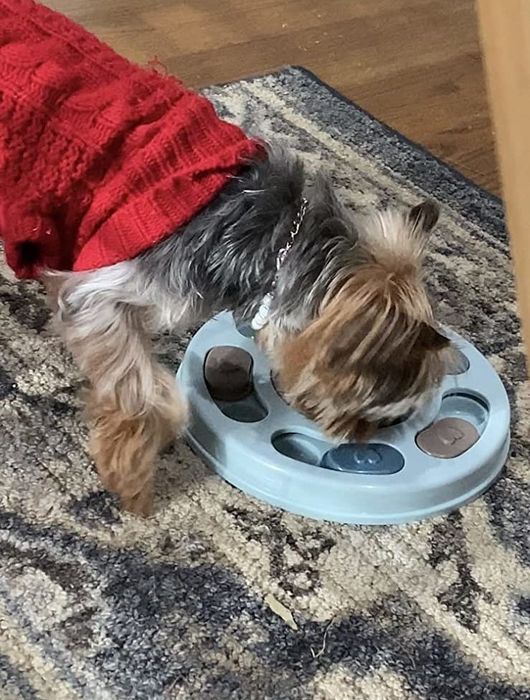 Image of a reviewer, featuring a Yorkshire Terrier enjoying a meal from a puzzle feeder
