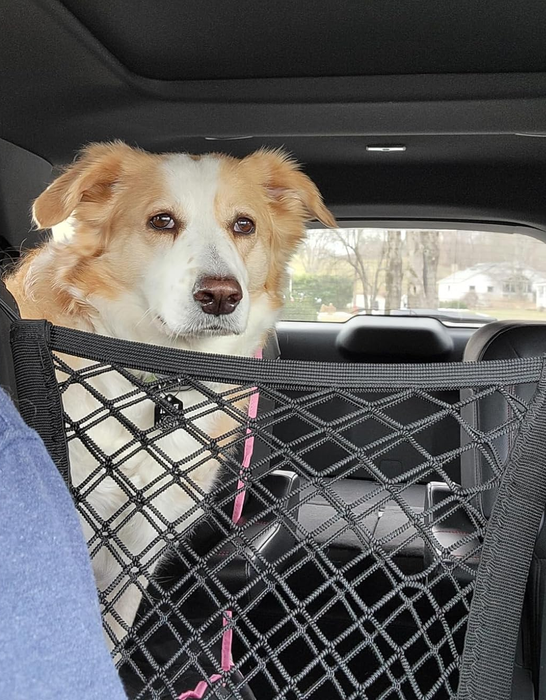 a dog sitting in the backseat of a car behind a safety net, gazing at the camera