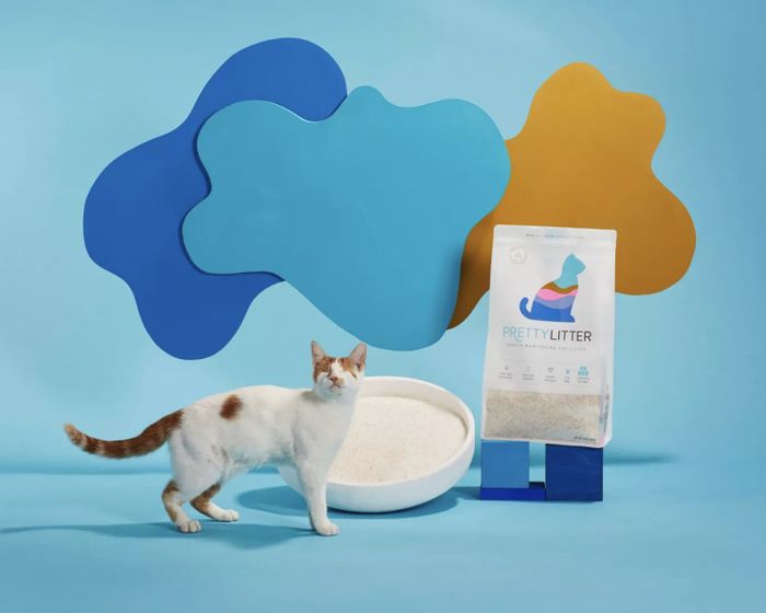 A cat standing near a litter box filled with PrettyLitter.