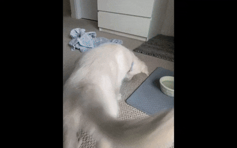 GIF of a puppy engaging with a blue and yellow toy