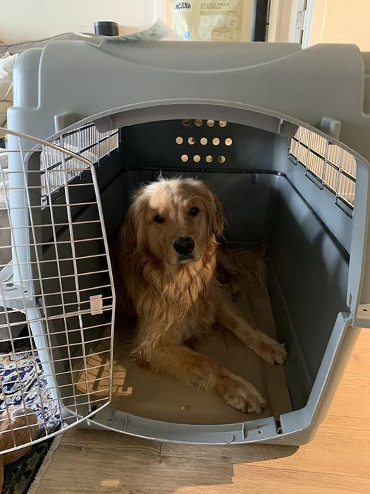 A dog resting inside an open gray plastic crate designed for pet travel
