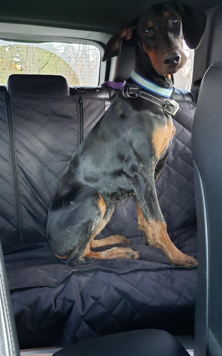 a large dog belonging to a reviewer sitting comfortably on the pet cover in the back seat of a car