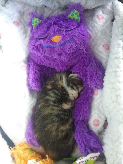 A kitten snuggled up with the pillow, peacefully sleeping in the reviewer's arms.