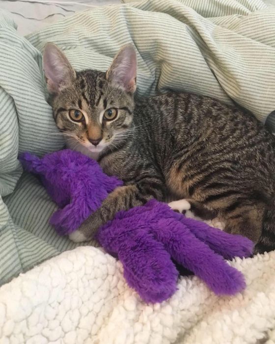 a tabby cat belonging to a reviewer, affectionately embracing the purr pillow