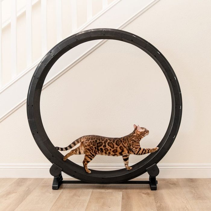 A Bengal cat trotting inside a large exercise wheel set up in a home interior.