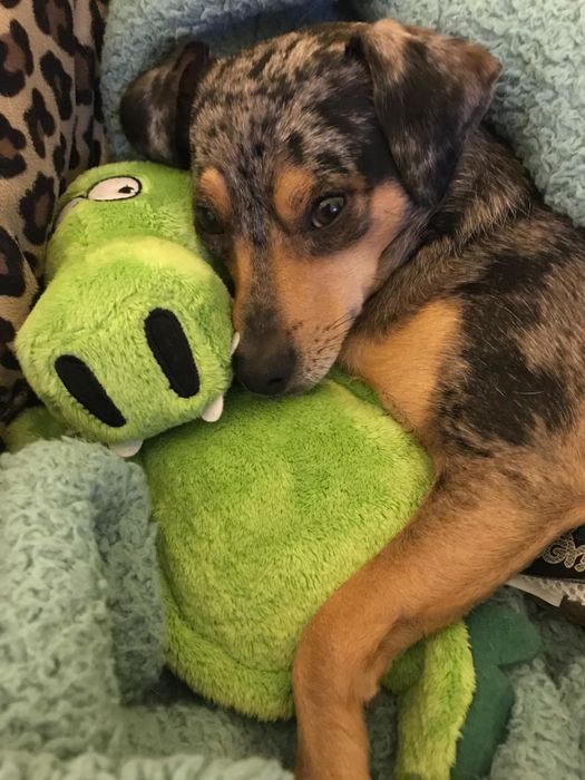 Another reviewer provides a close-up of the alligator toy, with their puppy cuddling it affectionately.