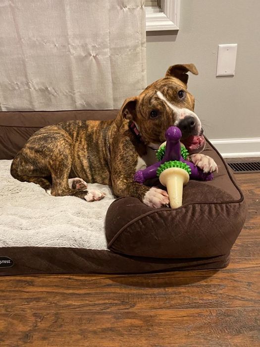 Reviewer's image, featuring a dog relaxing in its bed while chewing on a toy