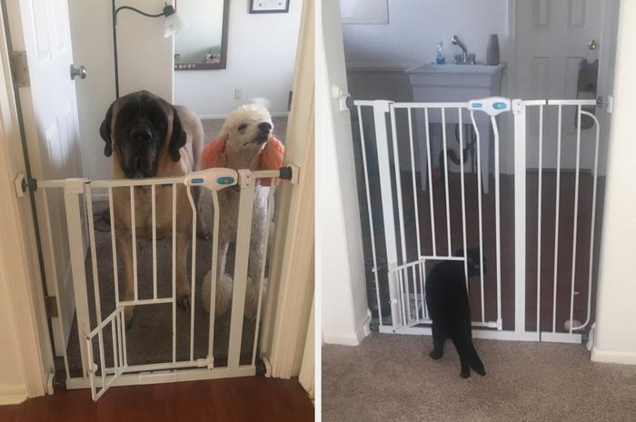 a white pet gate installed in a doorway, blocking dogs while a cat slips through a small opening at the base