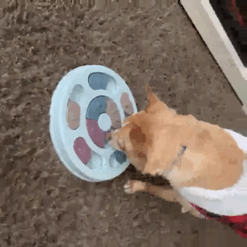 GIF of a reviewer's chihuahua pawing and chewing at the puzzle feeder