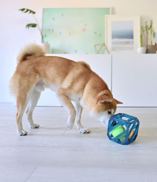 A dog enthusiastically playing with a puzzle ball toy in a cozy living room environment