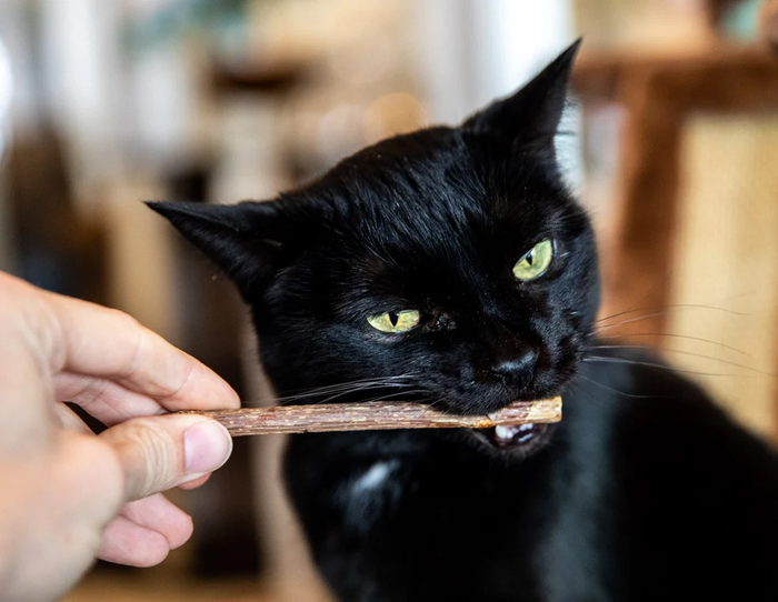 A cat gnawing on a matatabi stick.