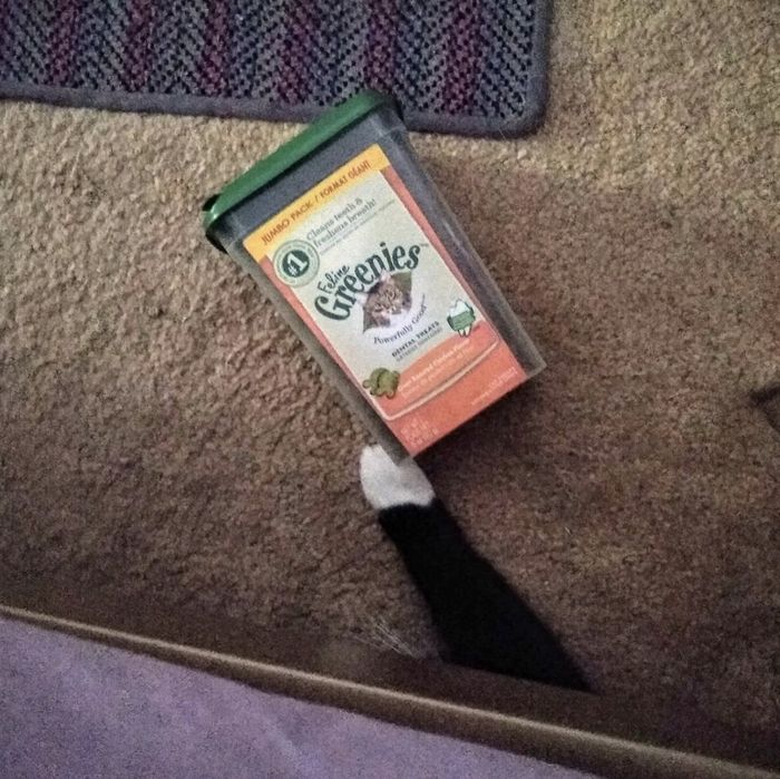 A cat's paw reaching out to grab a box of Greenies treats.