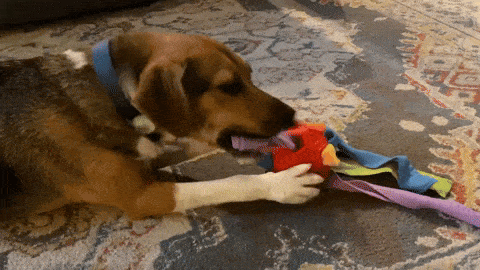 GIF of a dog tugging on a purple string from the snuffle ball