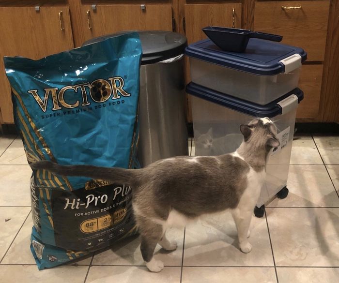A cat sniffing a two-tiered, airtight pet food container with transparent sides and navy lids.