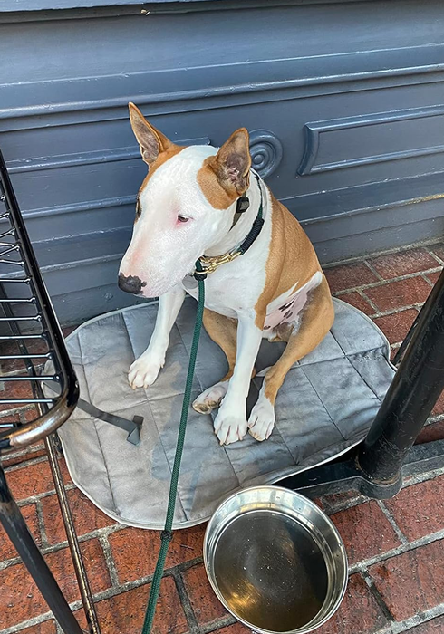 A dog is comfortably seated on a cushion outside a café, securely leashed to a table with a water bowl placed nearby for hydration.
