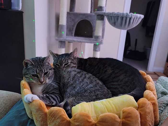 Two cats cuddled up in the cozy cat bed.