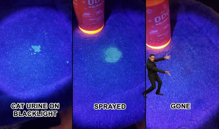 A before-and-after comparison showing a urine spot completely vanished after applying Angry Orange
